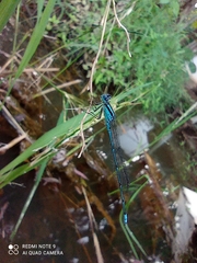 Pseudagrion malabaricum