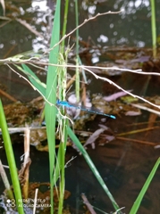 Pseudagrion malabaricum