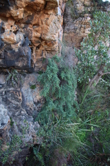 Cliffortia complanata