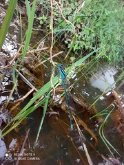 Pseudagrion malabaricum