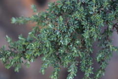 Cliffortia complanata