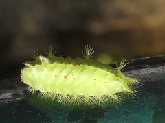 Griseothosea fasciata