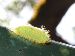 Griseothosea fasciata