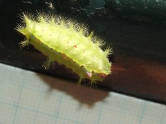 Griseothosea fasciata