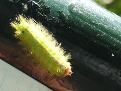 Griseothosea fasciata