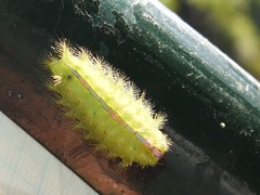 Griseothosea fasciata