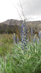 Lupinus aureonitens