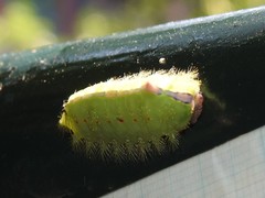 Griseothosea fasciata