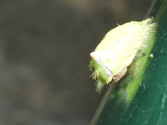 Griseothosea fasciata