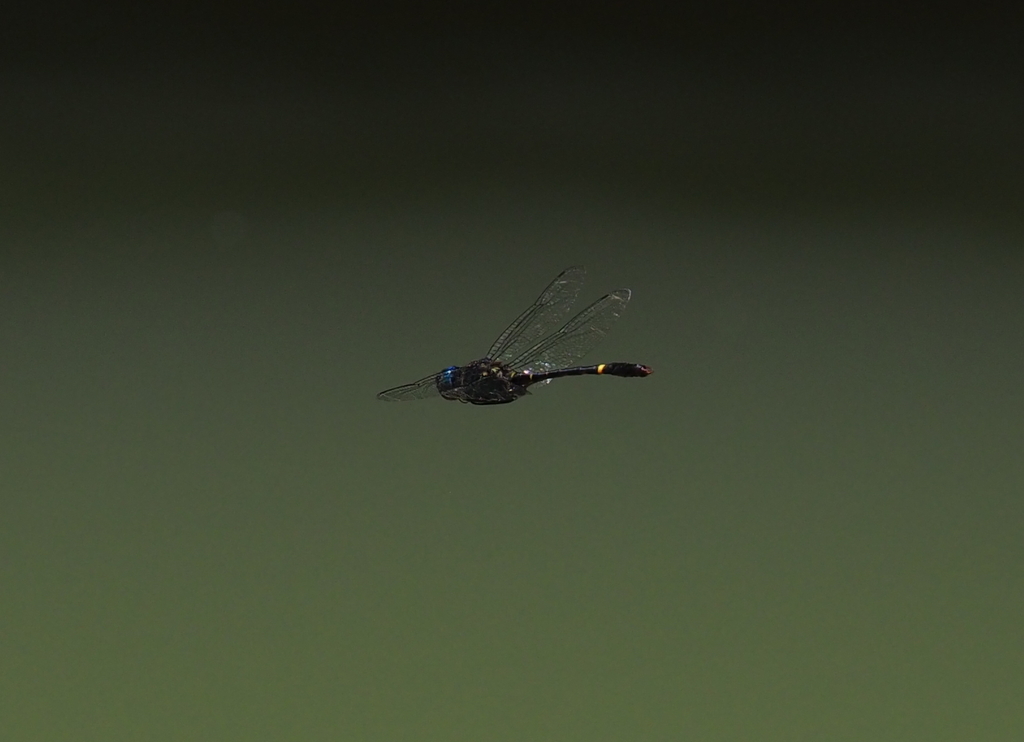 Epophthalmia australis