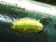 Griseothosea fasciata