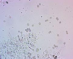 Pluteus phlebophorus