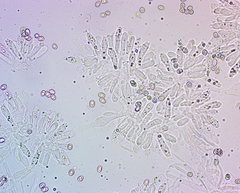 Pluteus phlebophorus