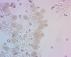 Pluteus phlebophorus