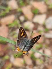 Cigaritis schistacea