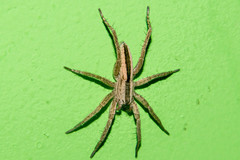 Arachosia