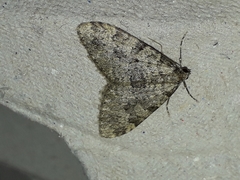 Nebula ibericata
