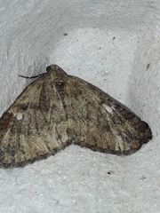 Larentia malvata