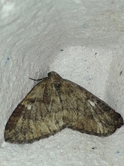 Larentia malvata