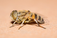 Eristalinus taeniops