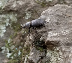 Dorcus parallelus