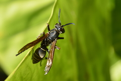 Polistes cinerascens