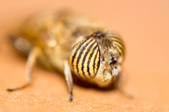 Eristalinus taeniops