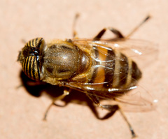 Eristalinus taeniops
