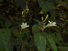 Ruellia terminalis