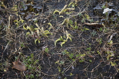 Lycopodiella inundata image