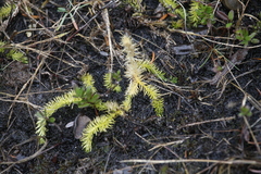 Lycopodiella inundata image