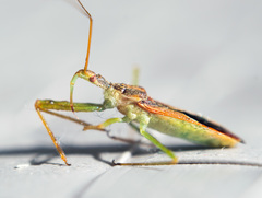 Zelus renardii