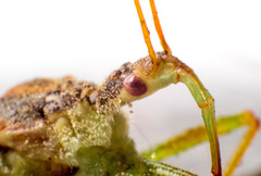 Zelus renardii