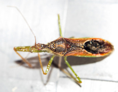 Zelus renardii