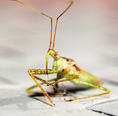 Zelus renardii