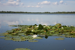 Nymphaea alba