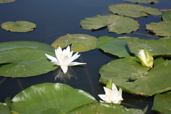 Nymphaea alba