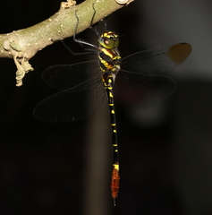 Phyllomacromia trifasciata