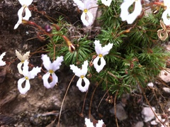 Stylidium spinulosum