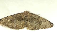 Nebula ibericata