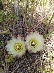 Gymnocalycium reductum