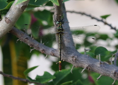 Nesocordulia malgassica