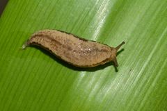 Meghimatium pictum