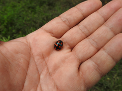 Labidomera suturella