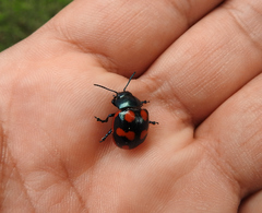 Labidomera suturella