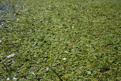 Salvinia natans