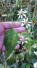Aster scaber