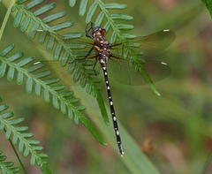 Archaeosynthemis leachii