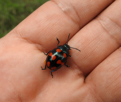 Labidomera suturella