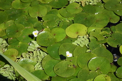 Hydrocharis morsus-ranae